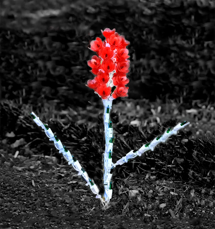 The Lights of Spring Flowers
