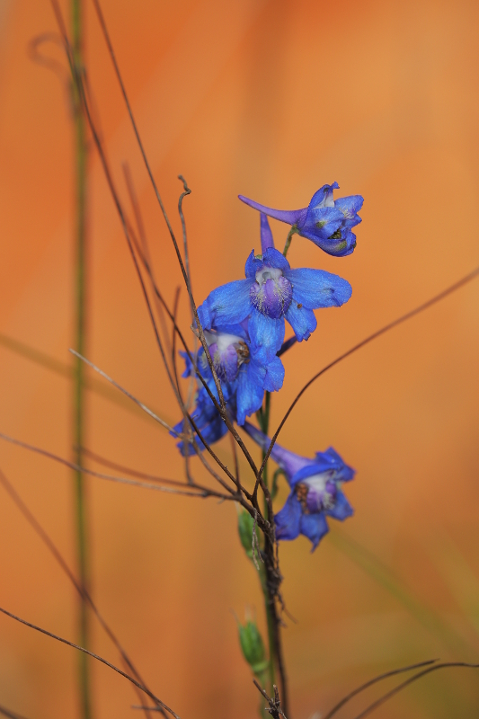 Blue Larkspur
