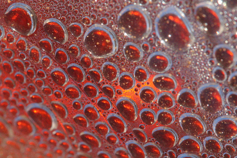 Pop Bottle