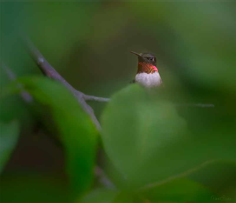Hiding in the Leaves