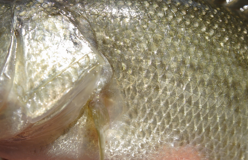 small Largemouth Bass