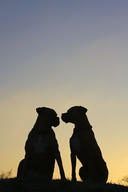 dog romance