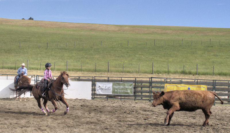 Training a Young Cow Cutter