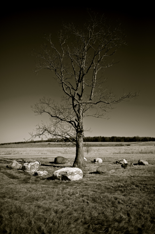 A Tree In Solitude
