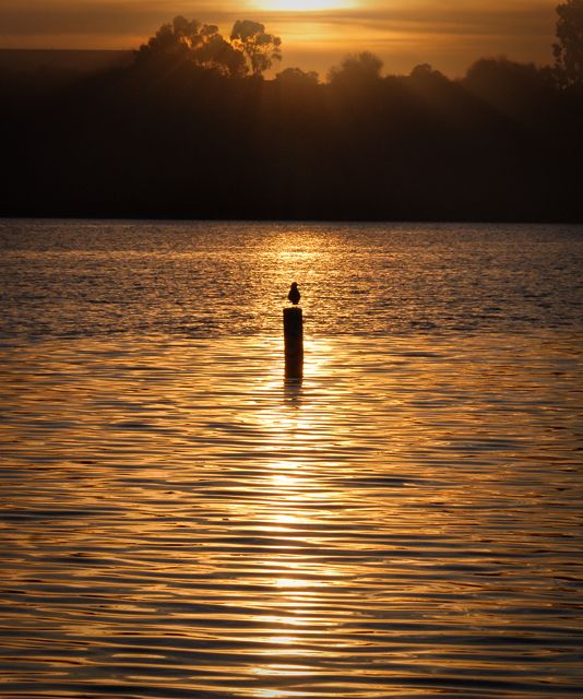 Golden Bird