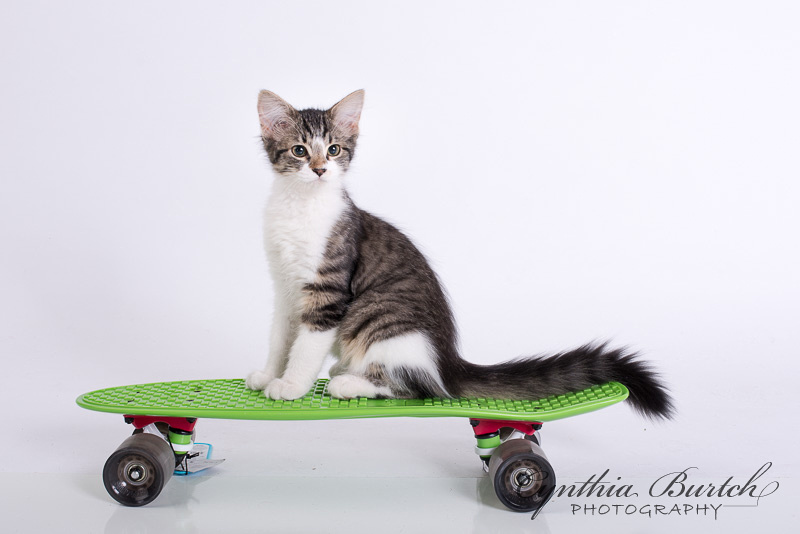 skateboarder