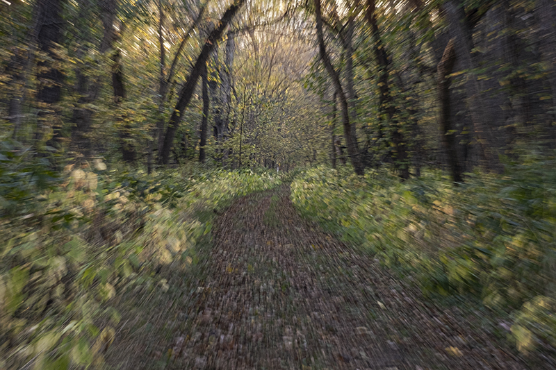 Forest Dreams