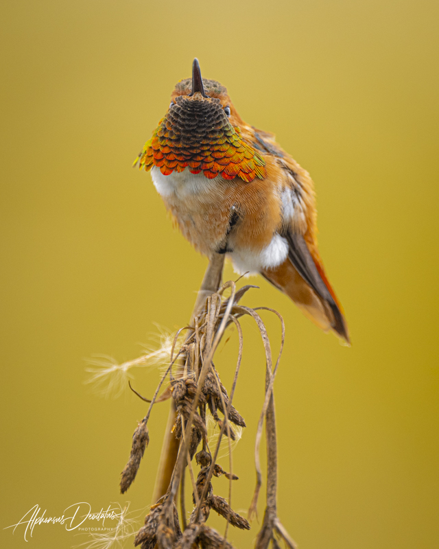 Beauty in Many Colors