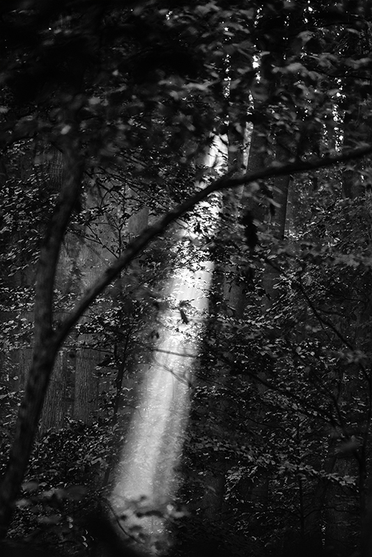 A Ray of Light
