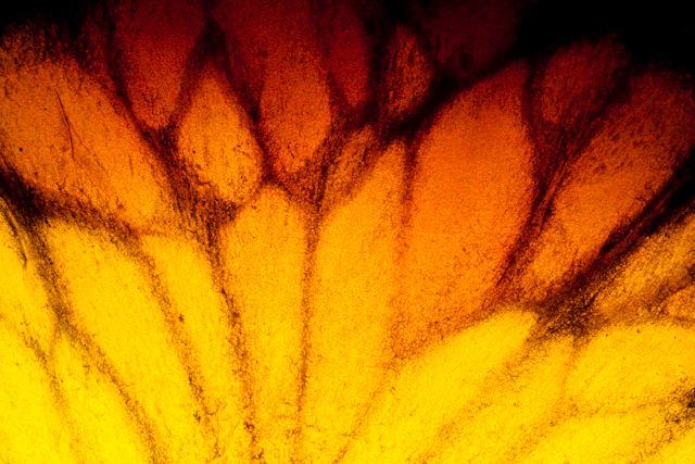 Wedge detail