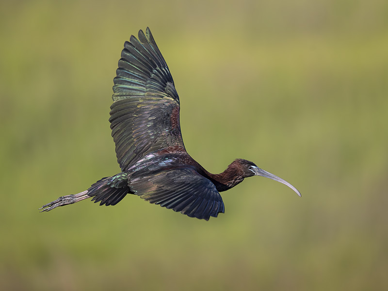 Flying