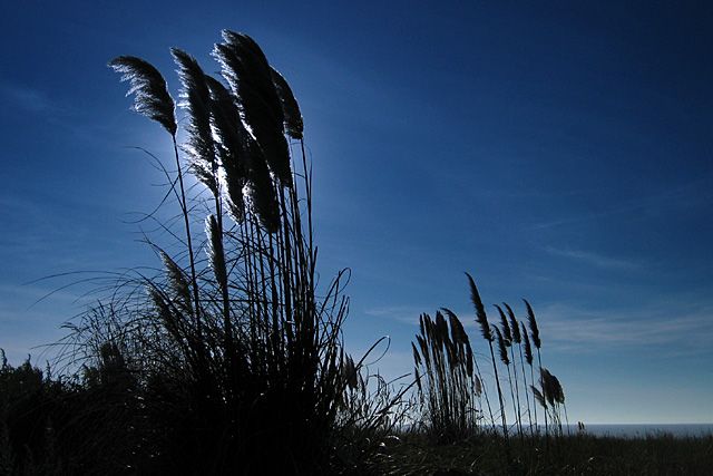 Blue wind