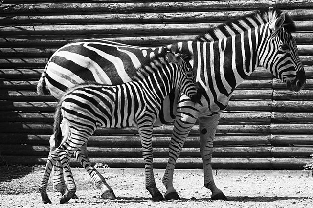 Geometric patterns