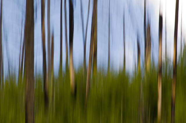 Blurry trees