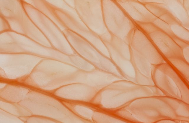 Citrus in Pink