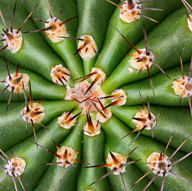 Botanical Geometric Design