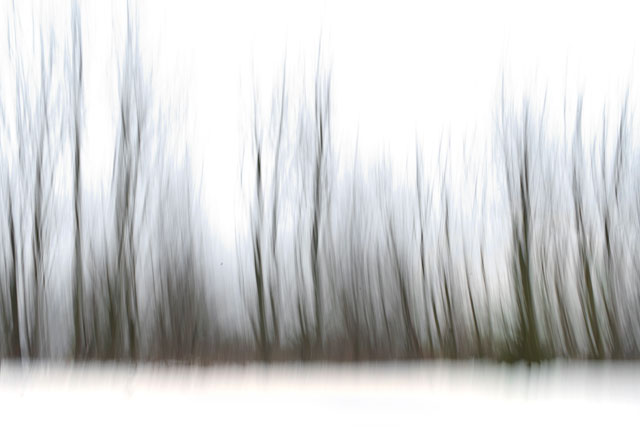 Cold Tree Line