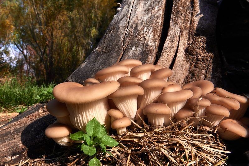 Mushrooms