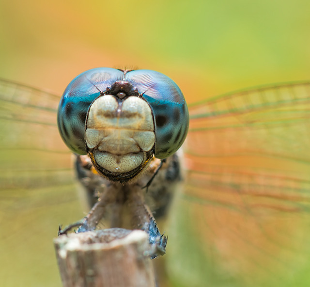 Blue Eyes