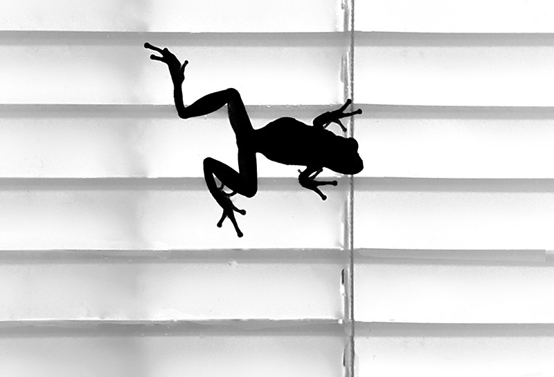 Feelin' Froggy