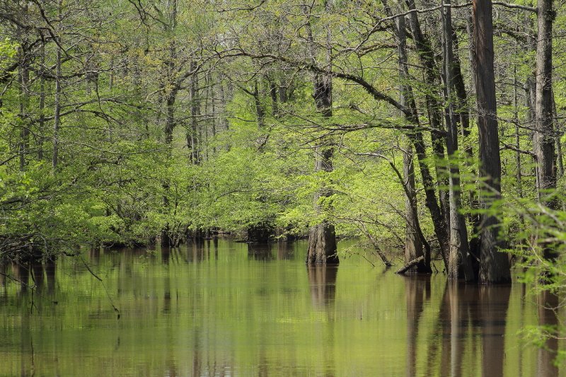 Spring on the Bayou