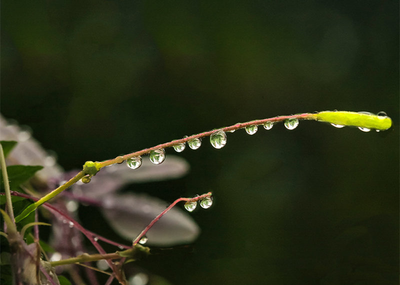 Rainy Daze