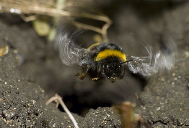 Hive Entrance