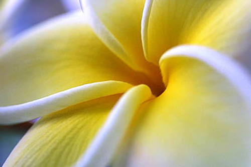 Color: Yellow