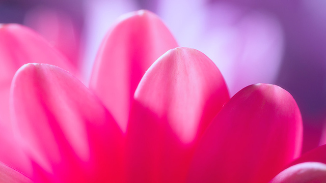 Pastel Petals