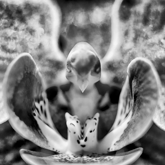 Demon Flower