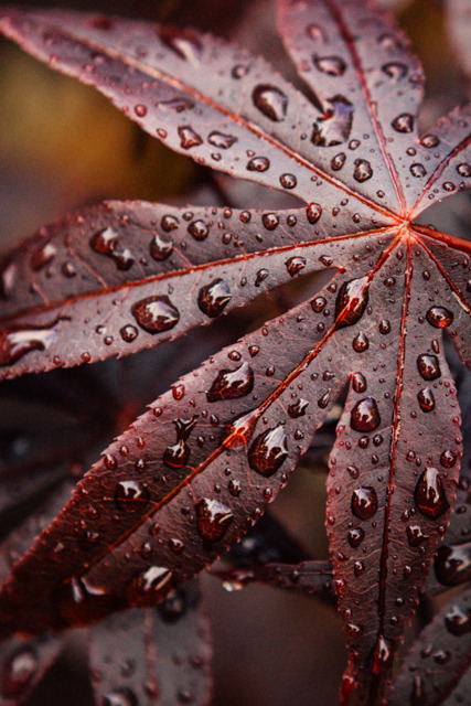 Acer Droplets