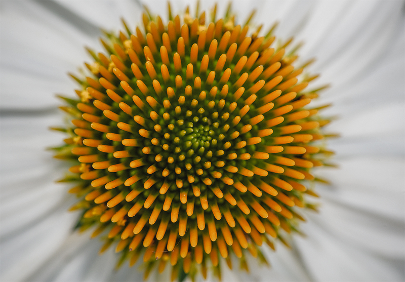 Flower Pattern
