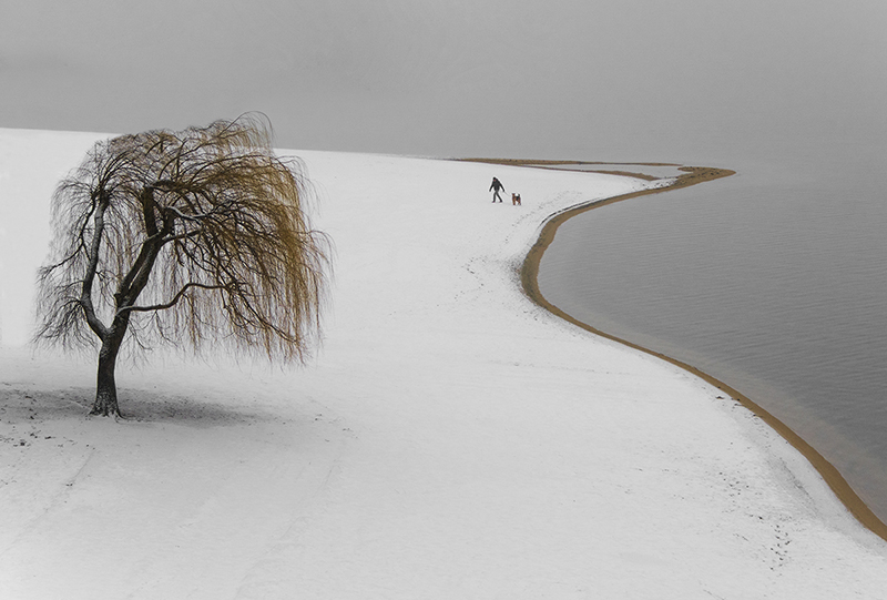 People Walking Dogs
