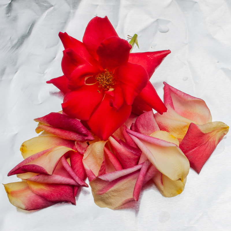 Rose Petal Potion...
