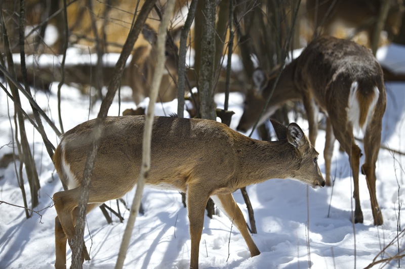 Three Deer Stolling Thru the Woods