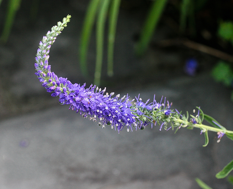Lavendar- family Lamiaceae