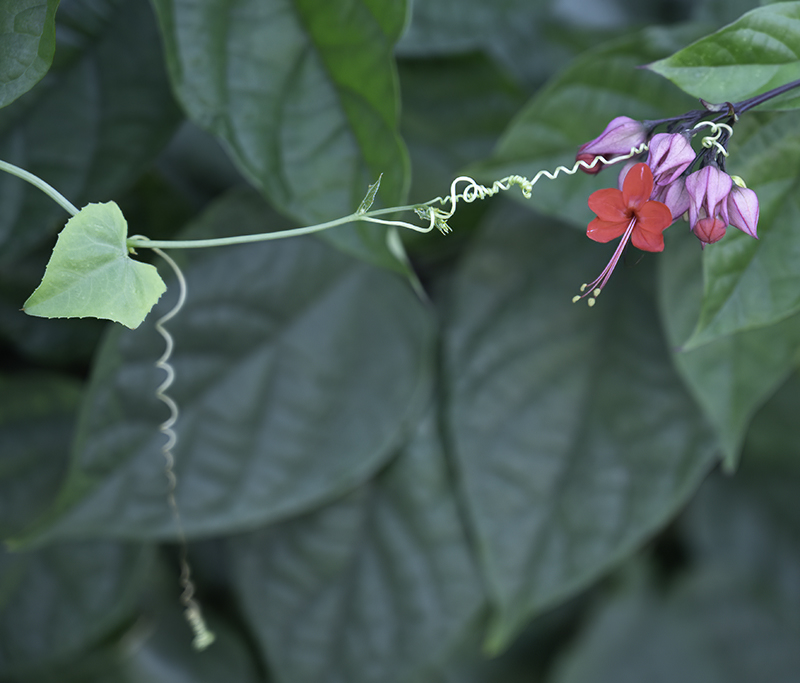 Delicate vines