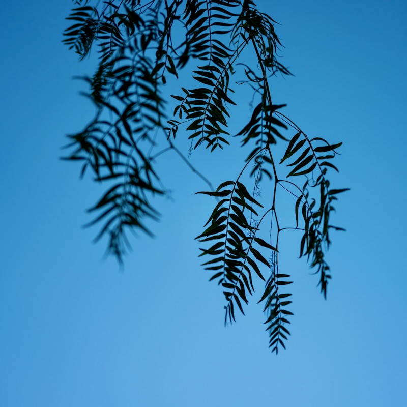 Tears of the Weeping Willow