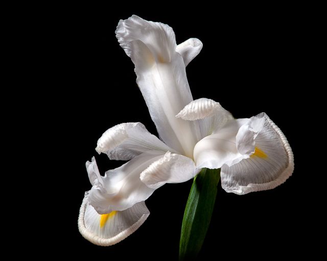 White Iris
