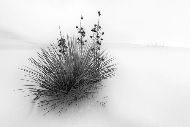 Winter Light