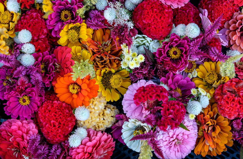 A Bouquet of Diversity