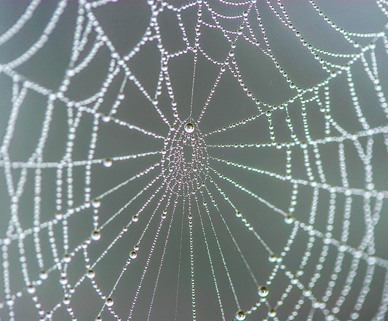 Nature macro