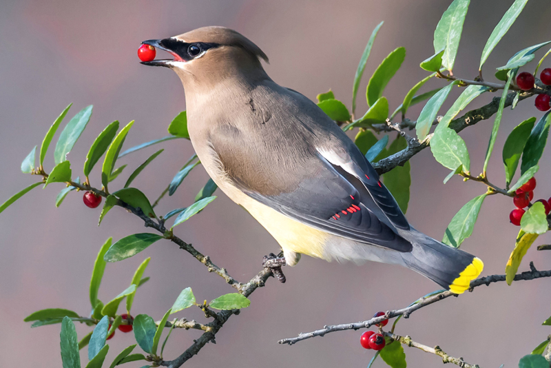 807 Feasting On Holly Berries