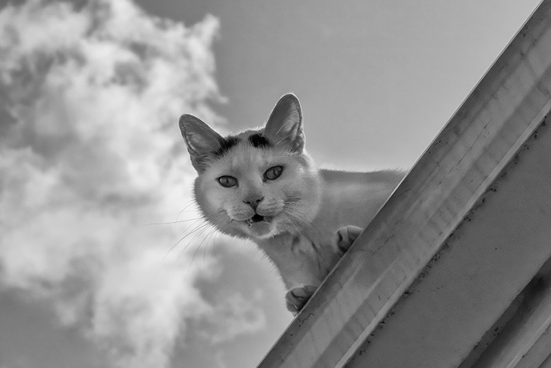 "I got up here somehow..."