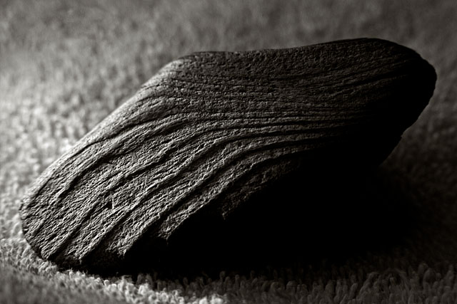 Driftwood