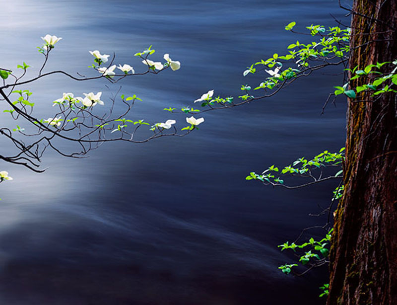 Dogwoods and Blue Water