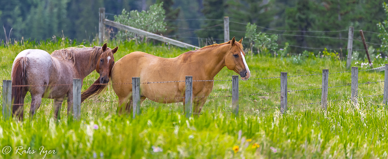 Pregnant Mare Love - Truly, Madly... Deeply