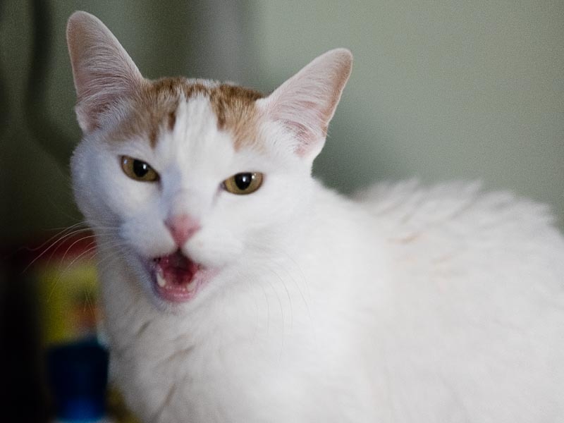 Wicked Kitty