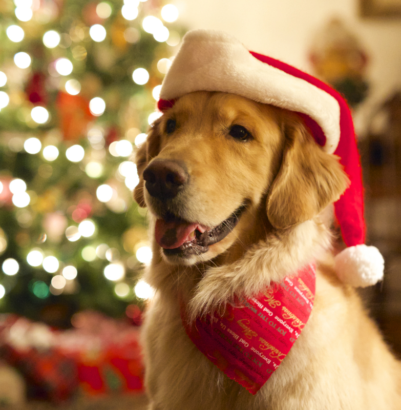 Domestic animals