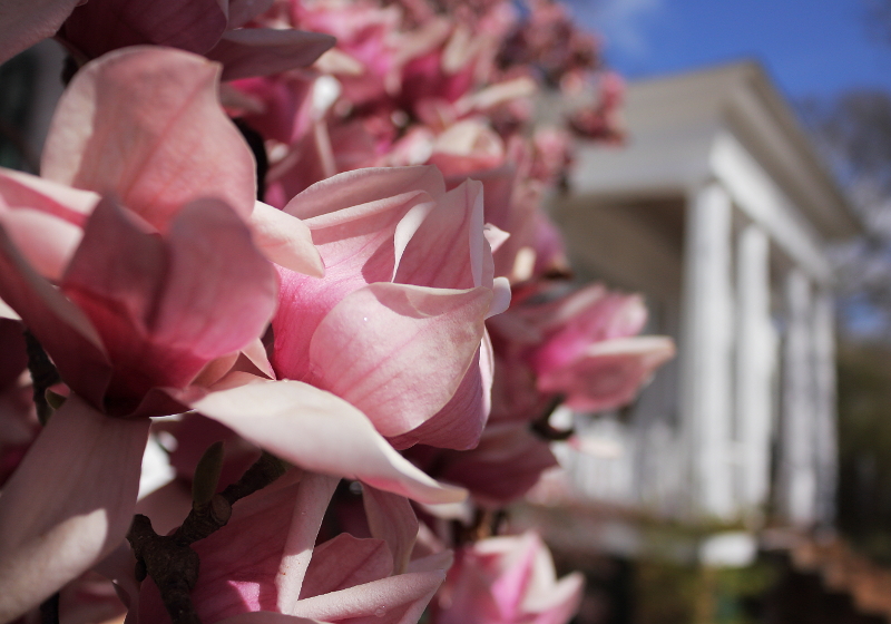 Tulip Tree